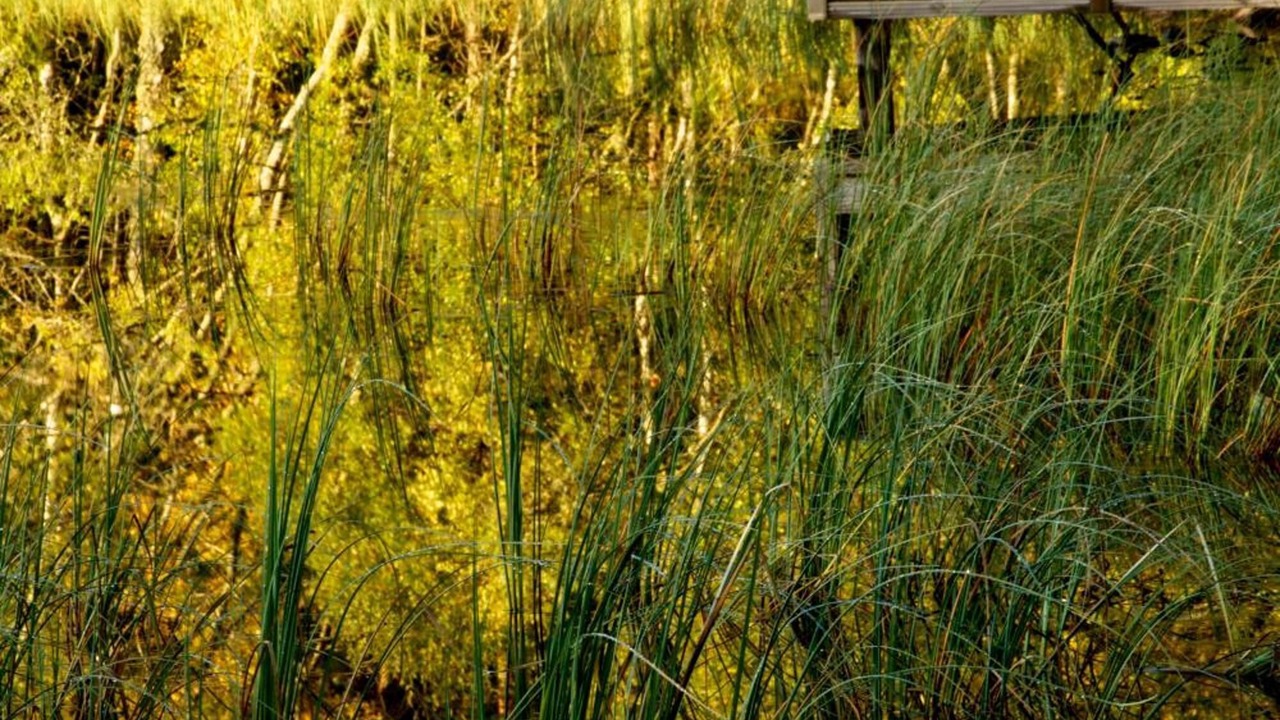 Photo of Outdoor in Dinnet