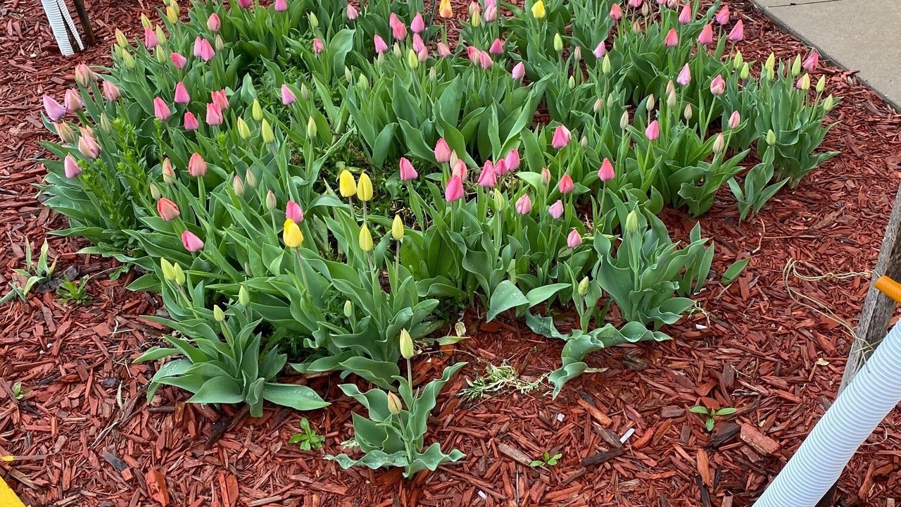 Photo of Outdoor in Pella