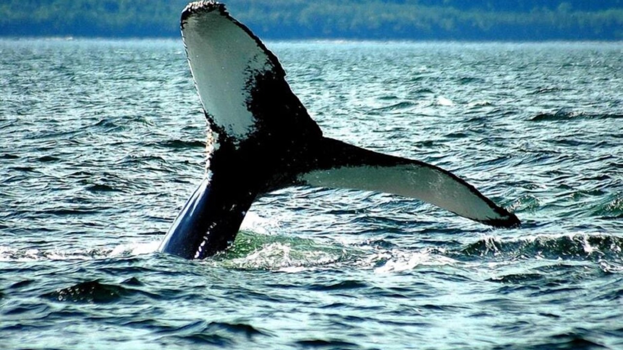 Photo of Others in Tadoussac