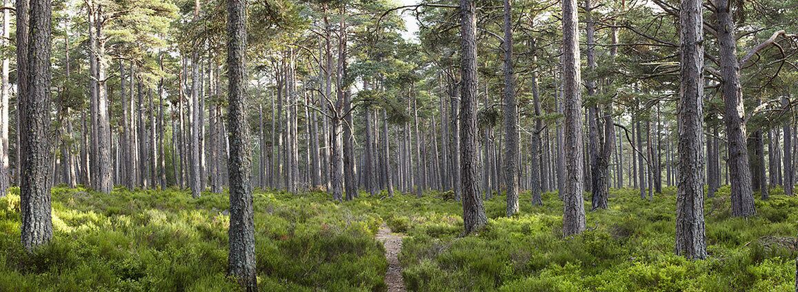Photo of Others in Boat of Garten