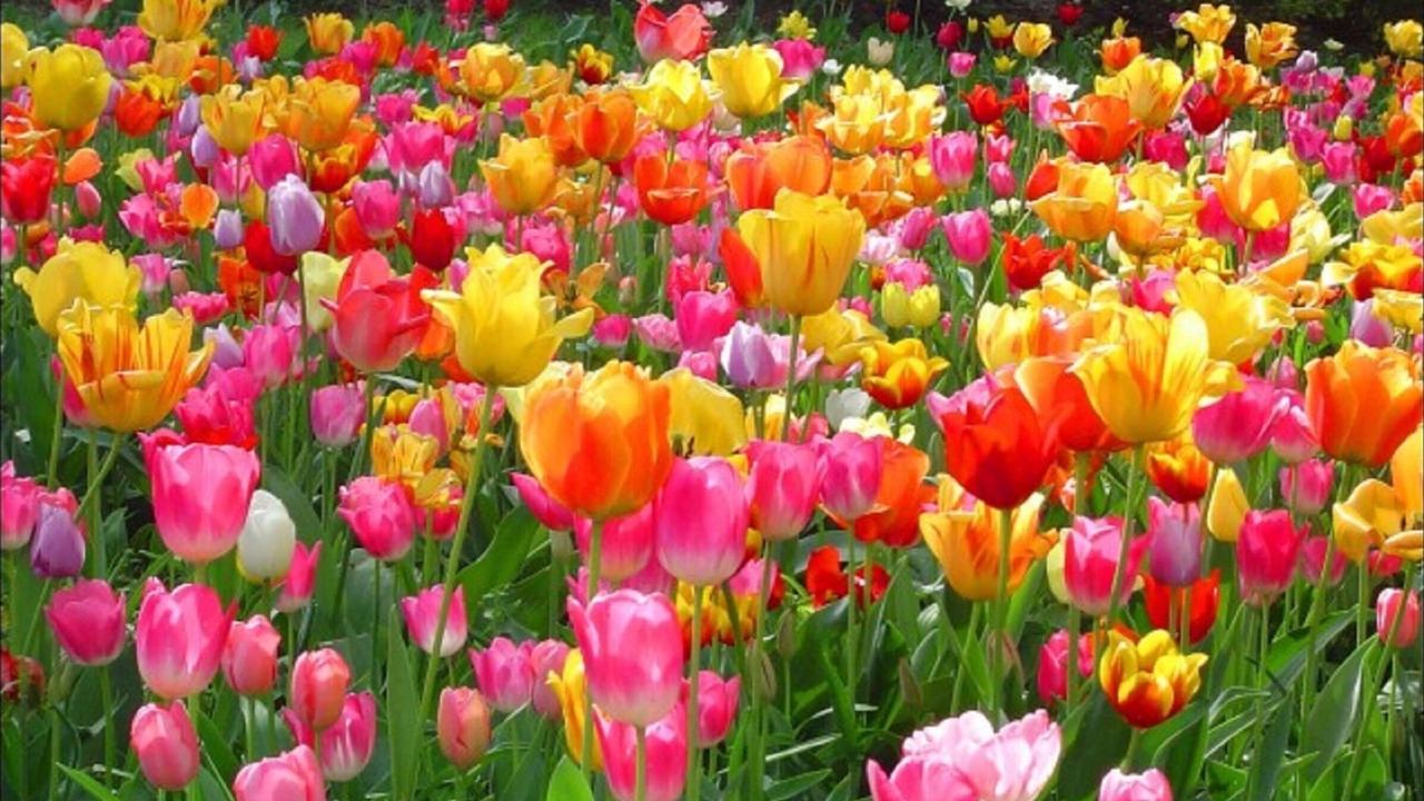 Photo of Outdoor in Holland