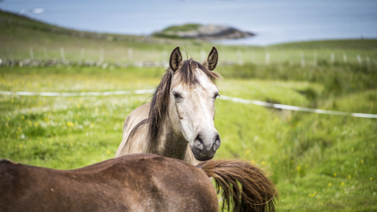 Photo of Outdoor in Contin