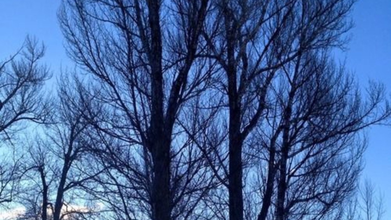 Photo of Others in Jackson Hole