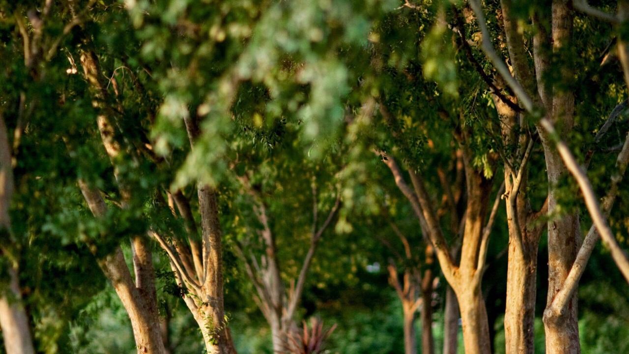 Photo of Outdoor in Frisco