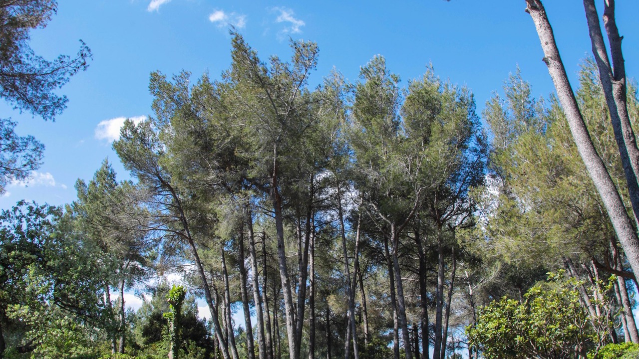 Photo of Outdoor in Noves