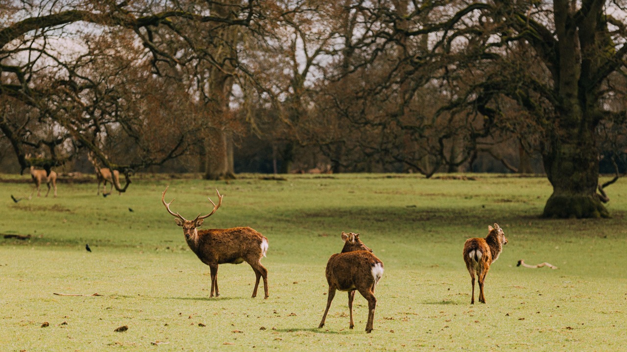 Photo of Outdoor in Woburn