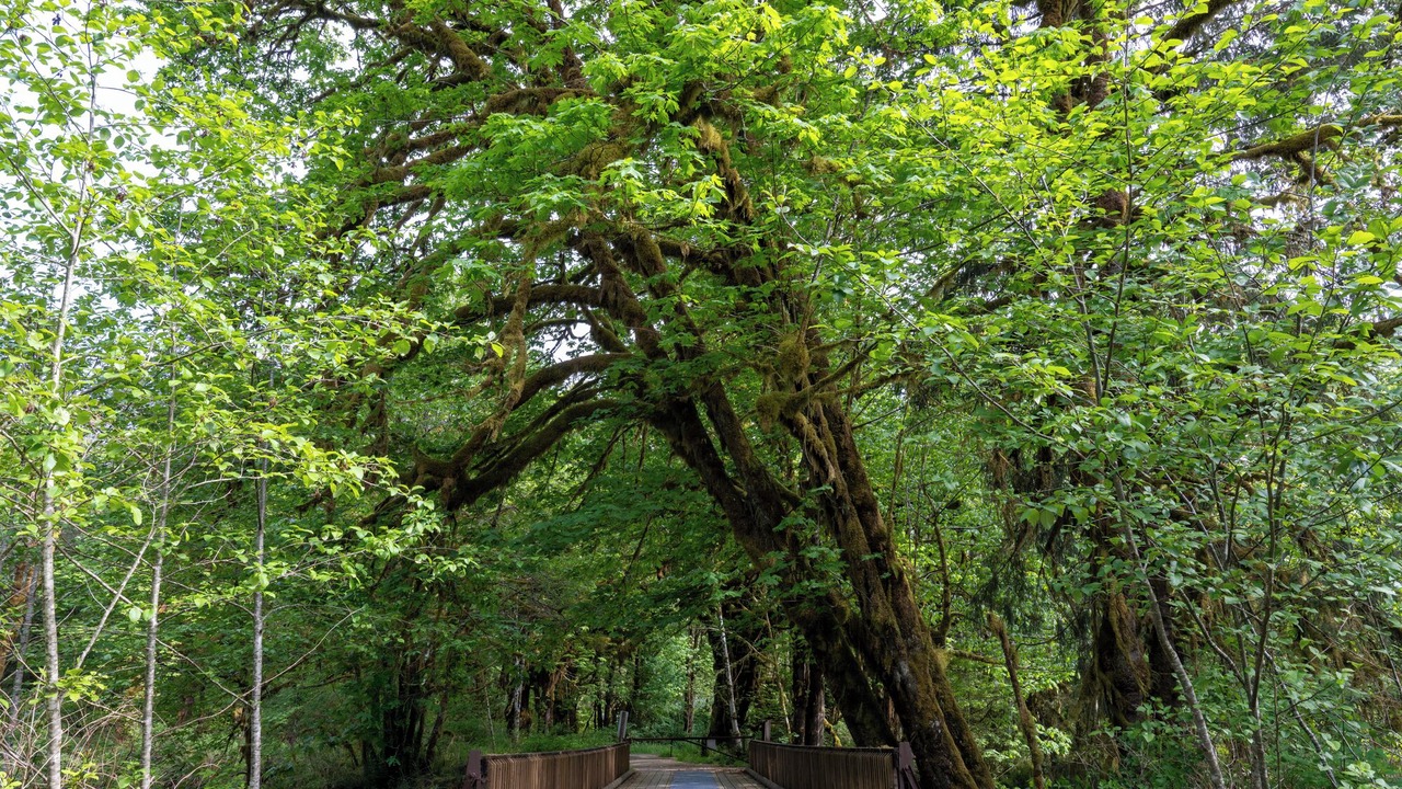 Photo of Outdoor in Quinault