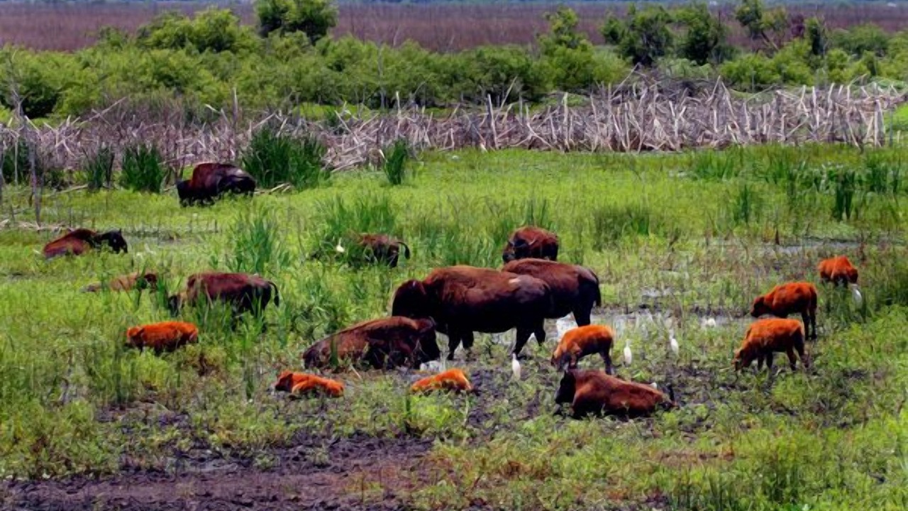 Photo of Others in Micanopy