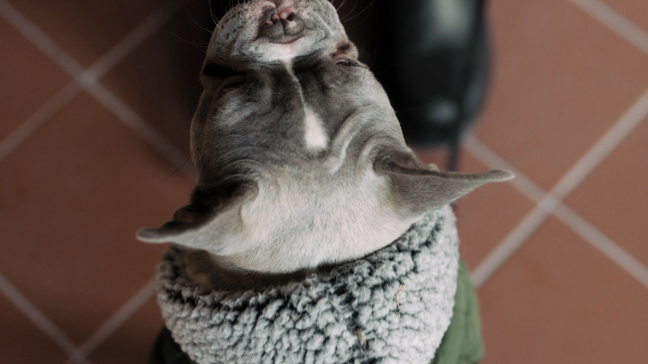 Photo of Others in Downtown Halifax