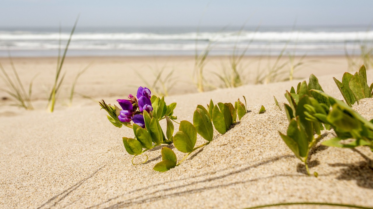 Photo of Others in Lincoln City