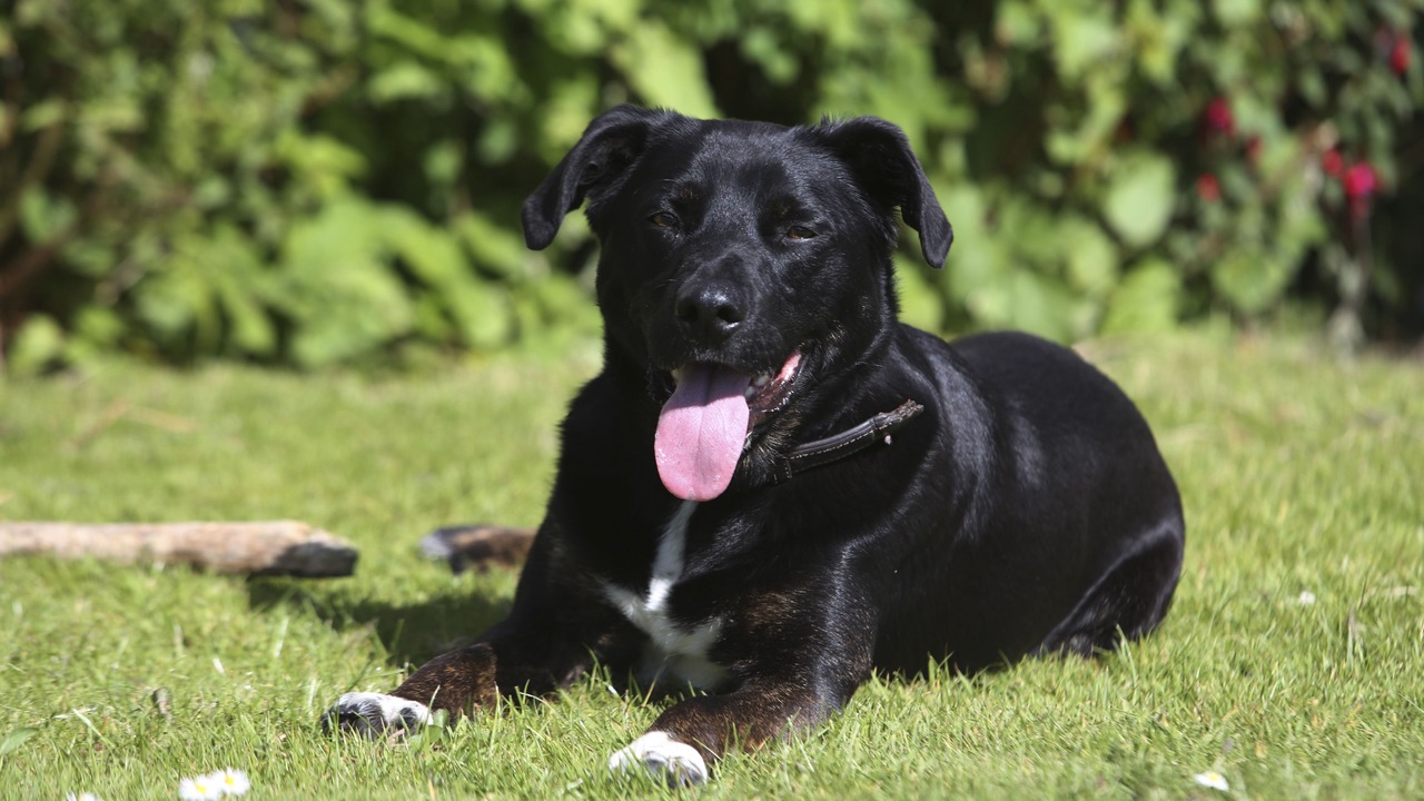 Photo of Outdoor in Lostwithiel