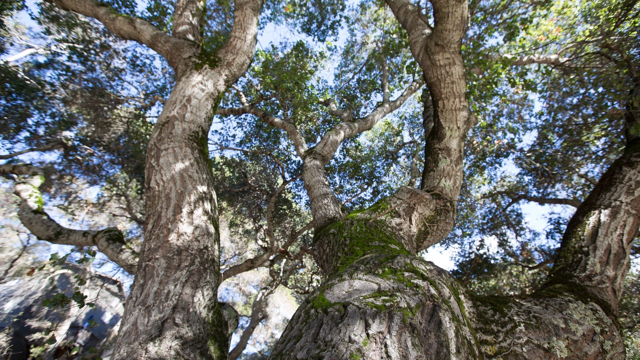 Photo of Outdoor in Carmel Valley