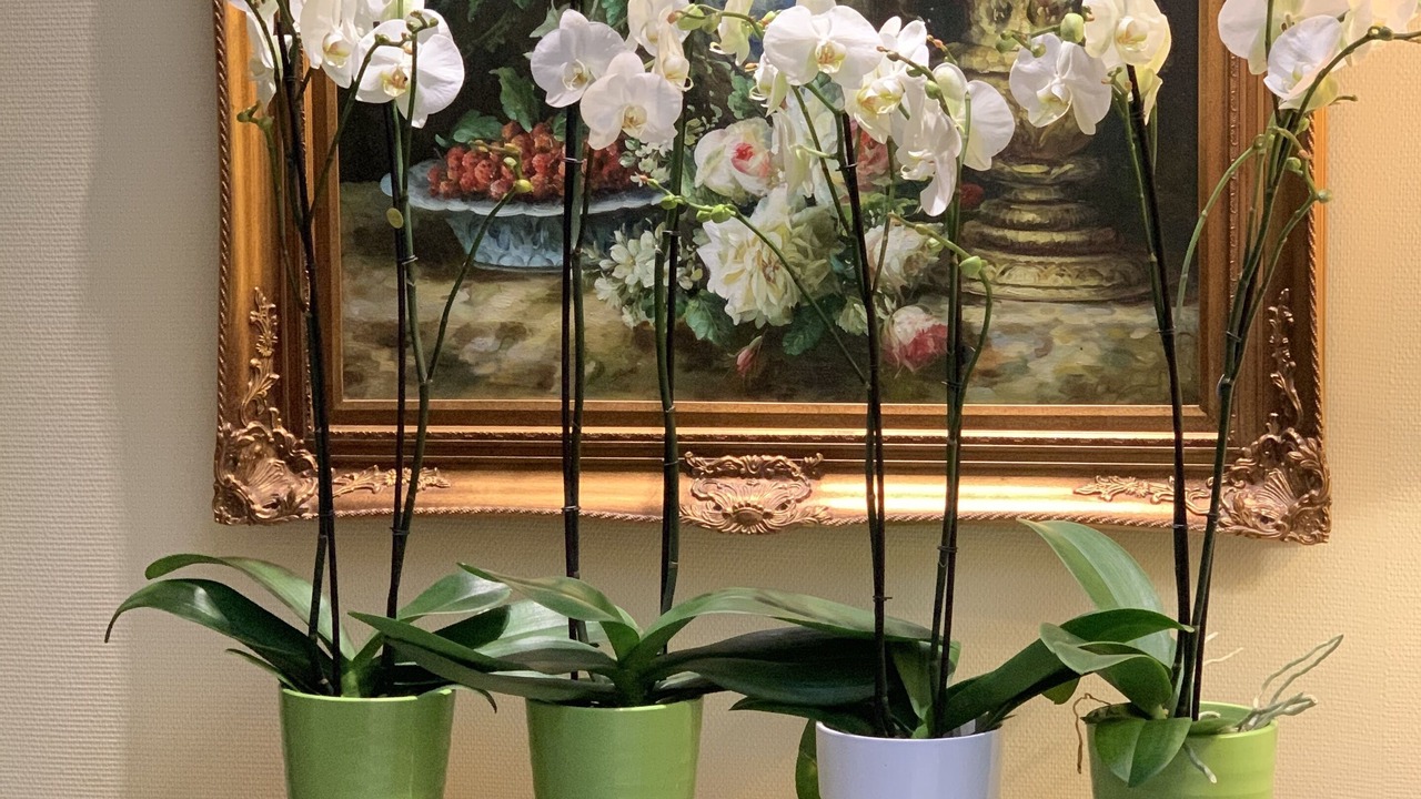 Photo of Others in Mulhouse