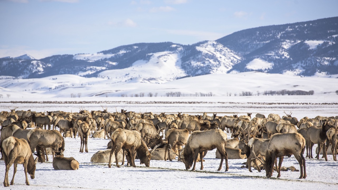 Photo of Others in Jackson Hole