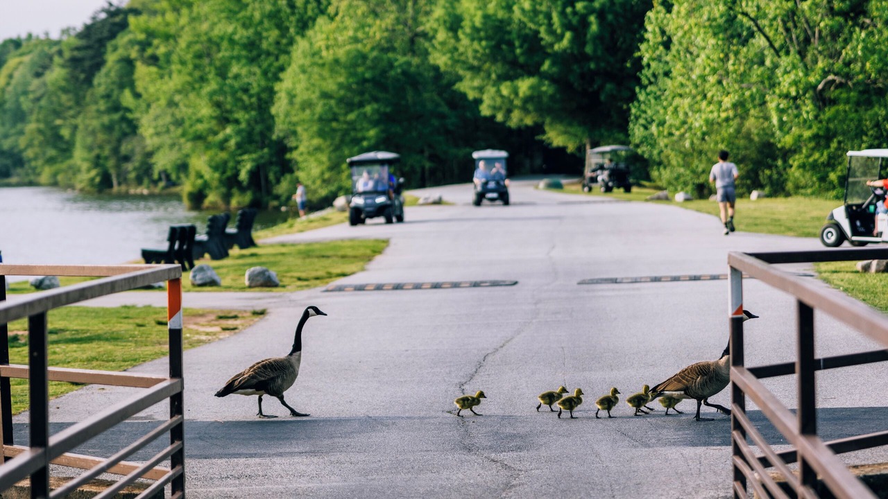 Photo of Others in Peachtree City