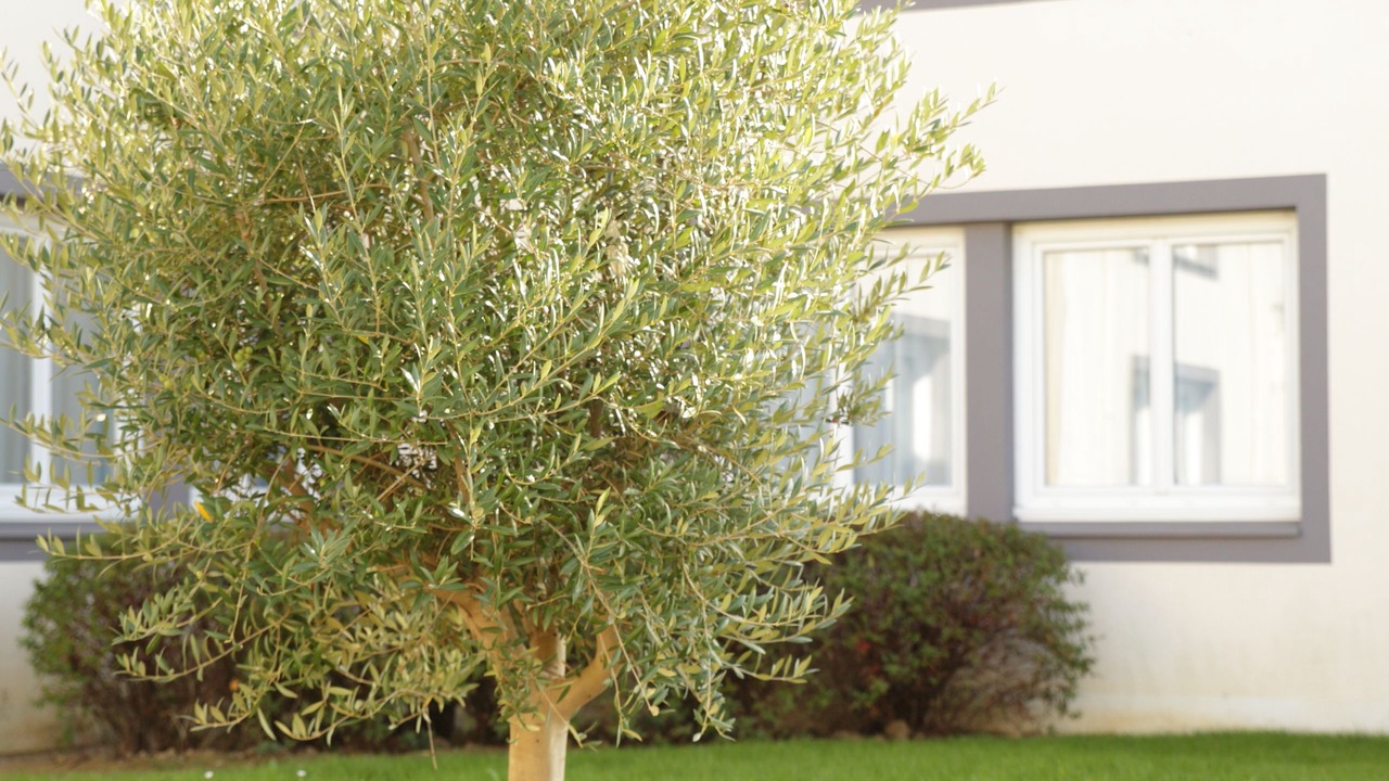 Photo of Outdoor in Tours