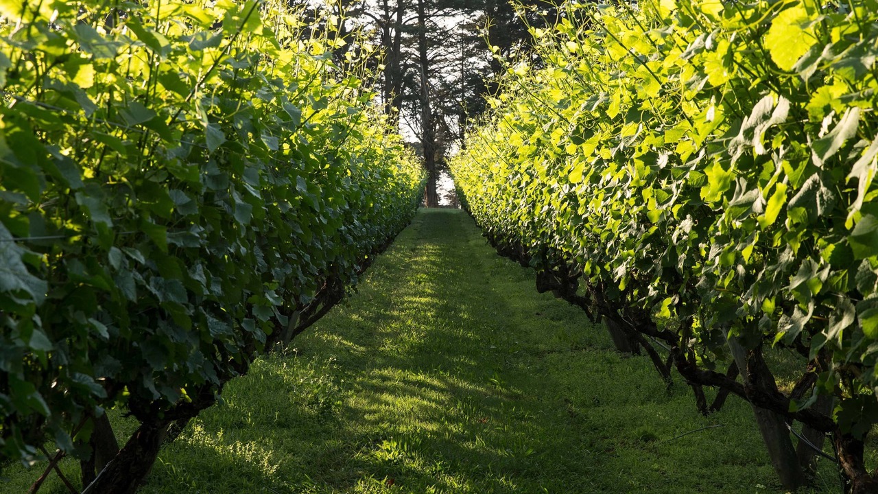 Photo of Outdoor in Red Hill