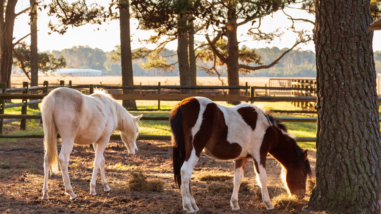 Photo of Outdoor in Chincoteague