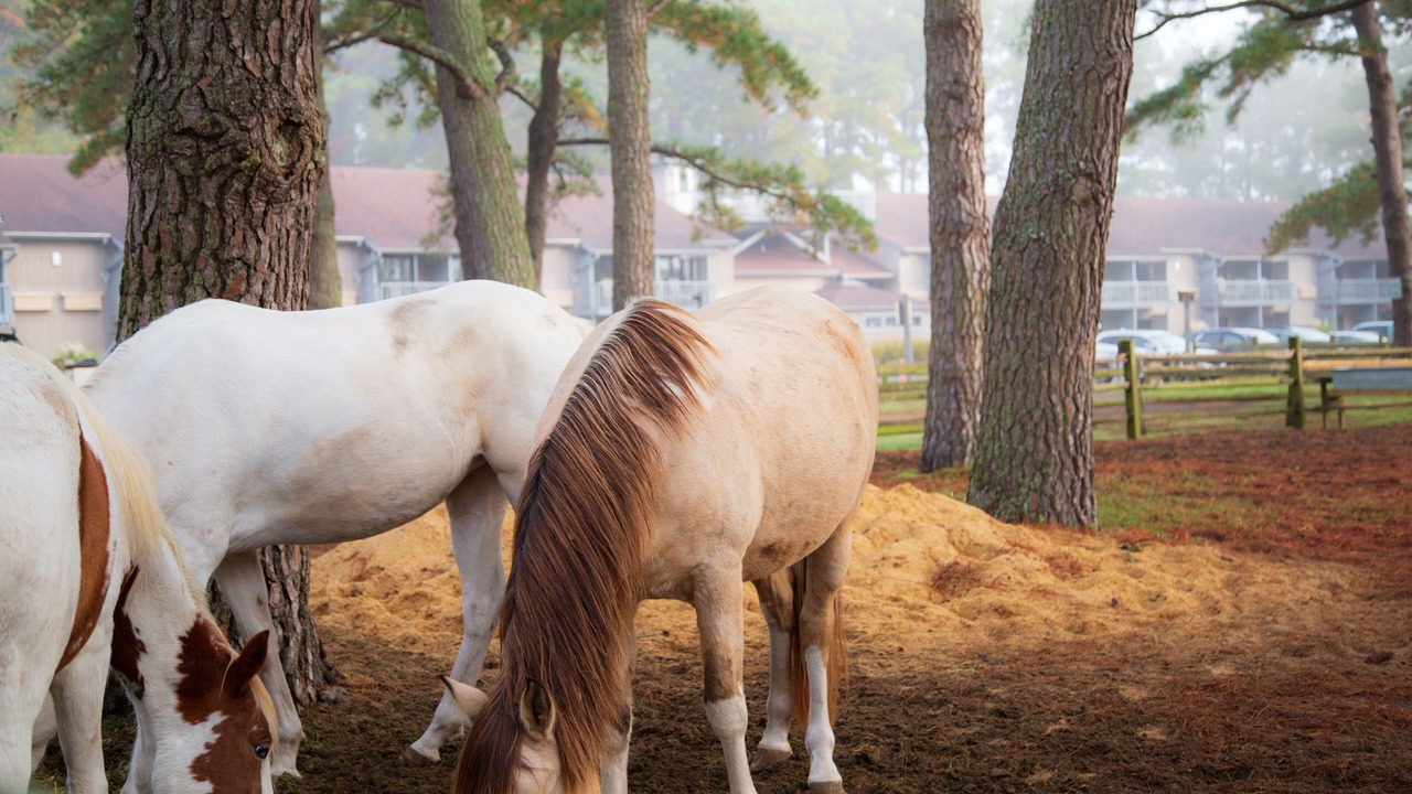 Photo of Outdoor in Chincoteague
