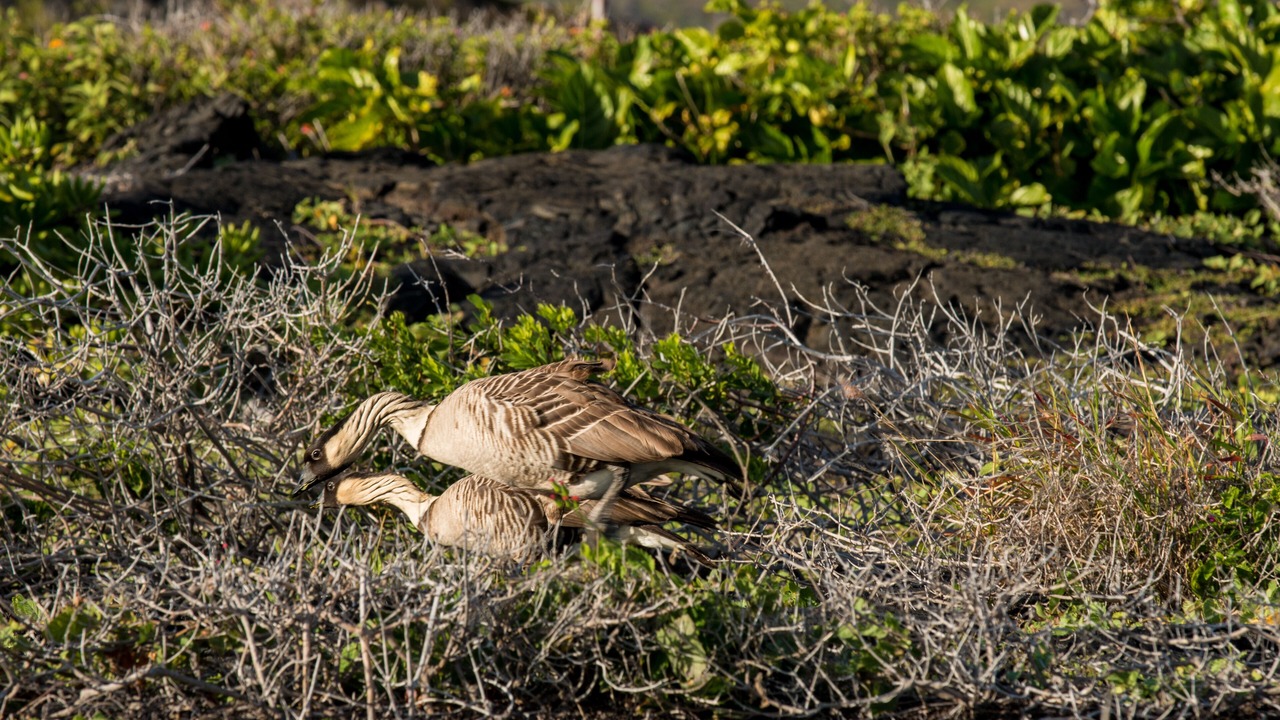 Photo of Outdoor in Volcano
