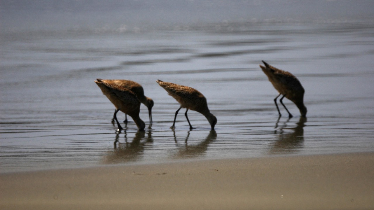 Photo of Others in Bodega Bay