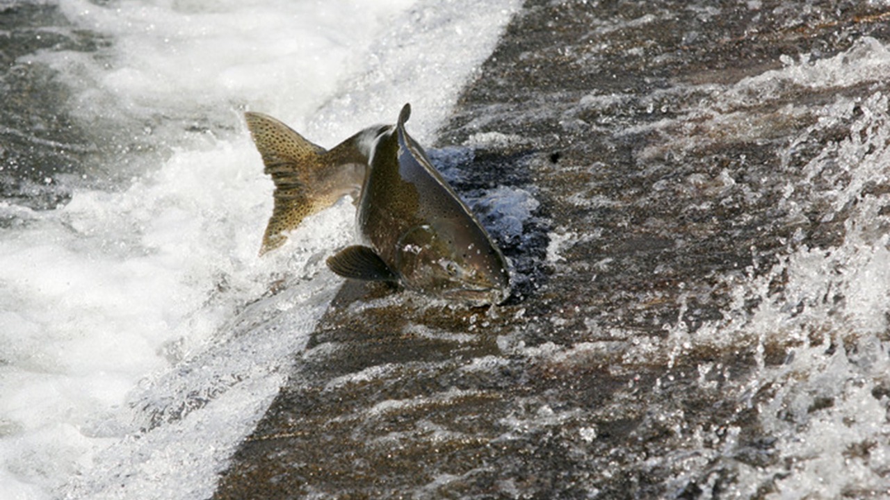 Photo of Others in Issaquah