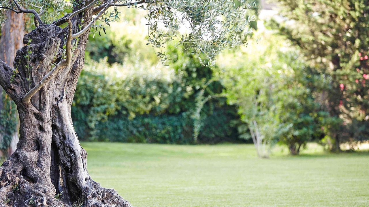 Photo of Others in Aiguerelles