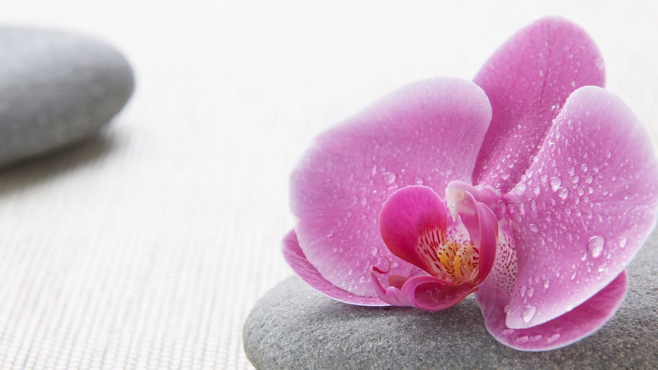 Photo of Others in Tarrytown