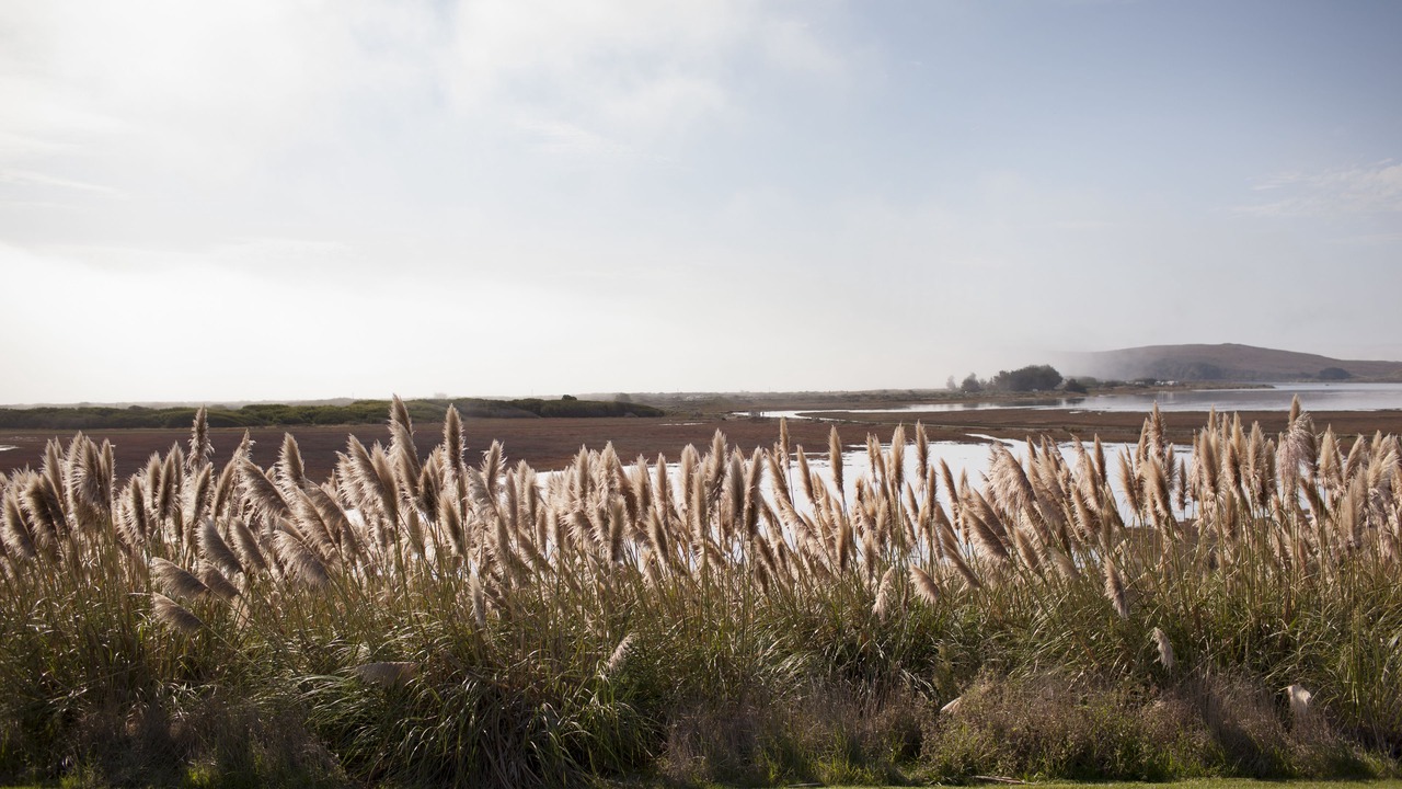 Photo of Others in Bodega Bay