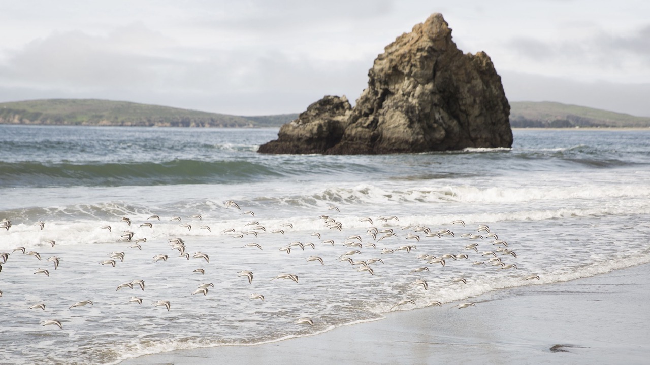 Photo of Others in Bodega Bay