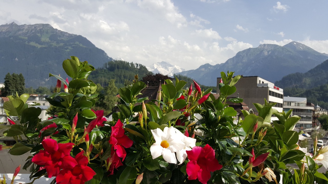 Photo of Others in Central Interlaken