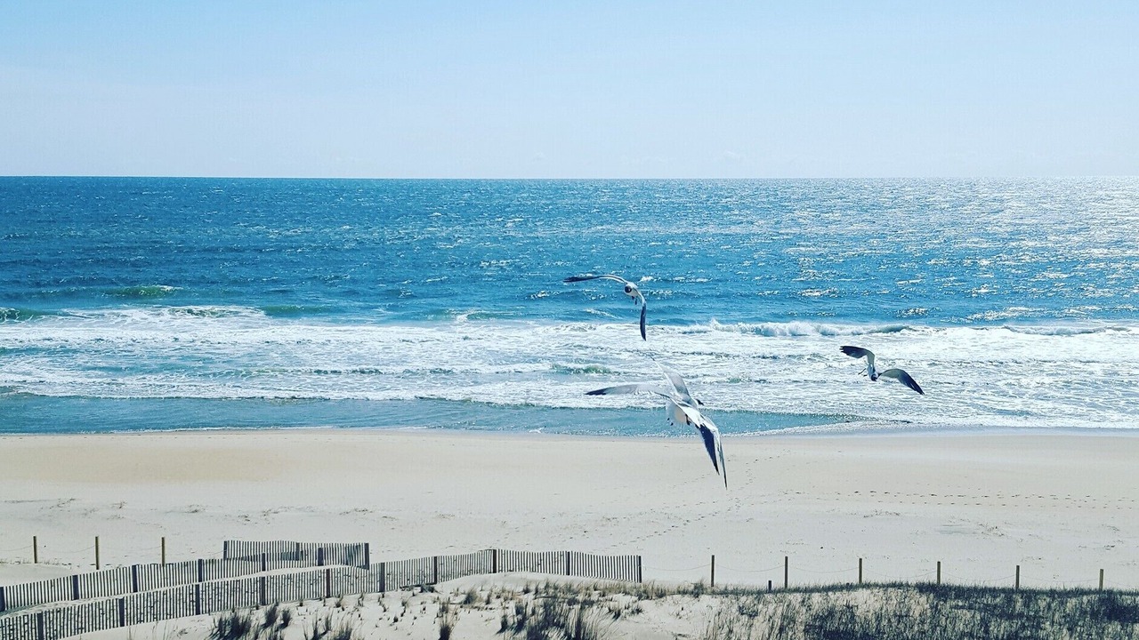 Photo of Others in Midtown Ocean City