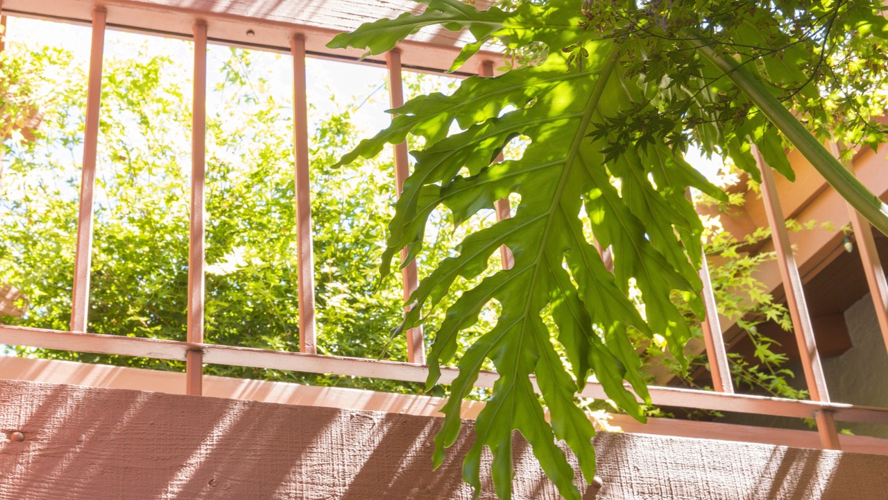 Photo of Outdoor in Campbell