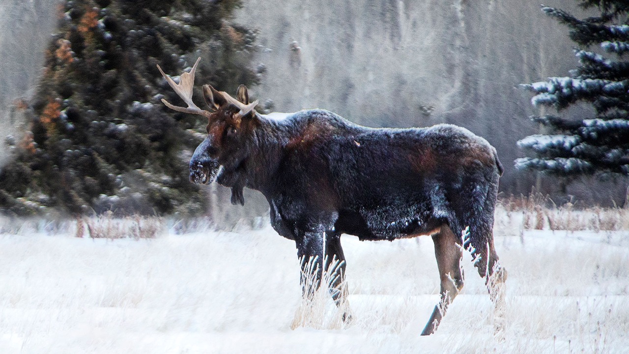 Photo of Others in Alpine