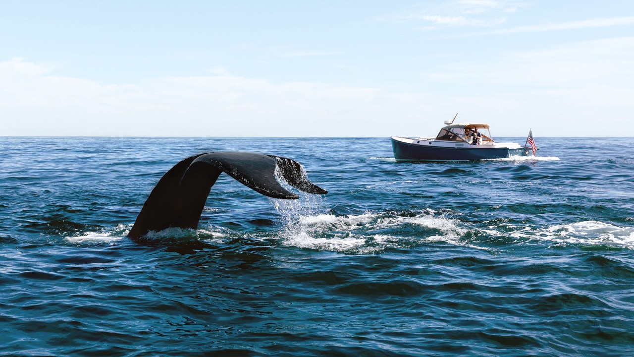 Photo of Others in Chatham