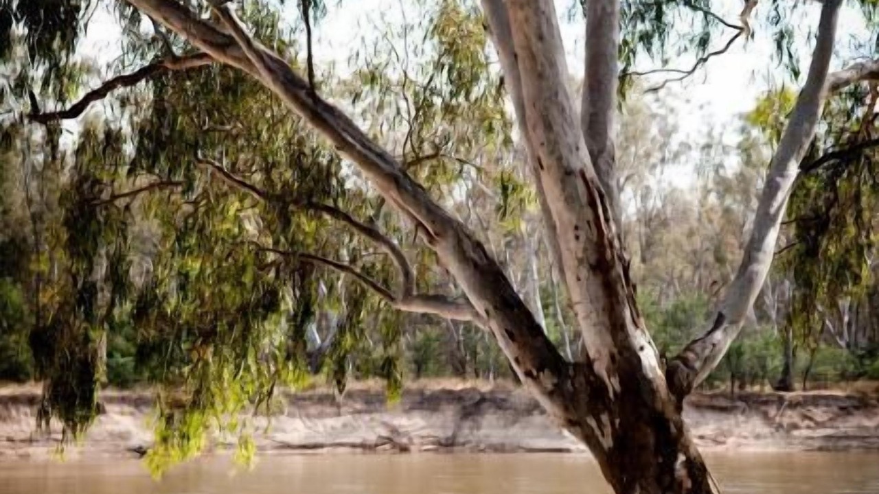 Photo of Outdoor in Cobram
