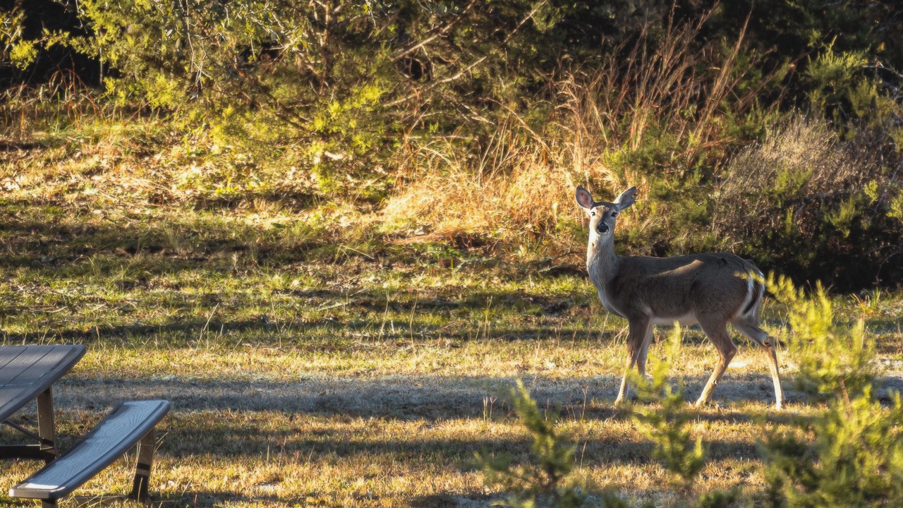 Photo of Others in Wimberley