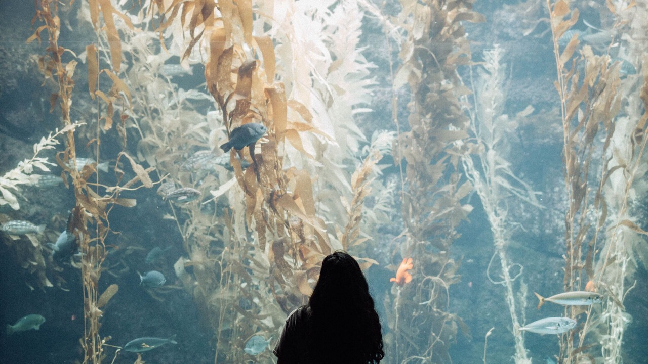 Photo of Others in La Jolla Shores