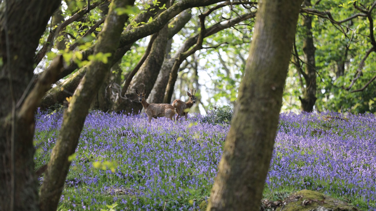 Photo of Outdoor in Crook