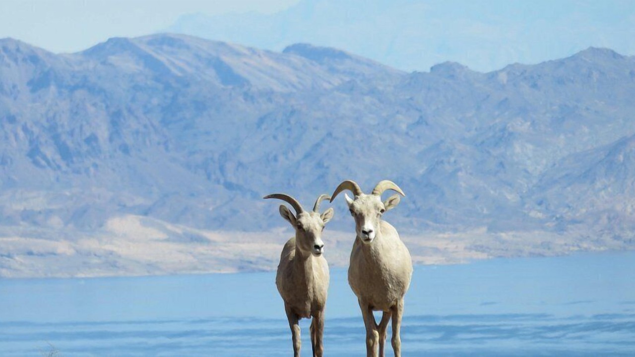 Photo of Others in Boulder City