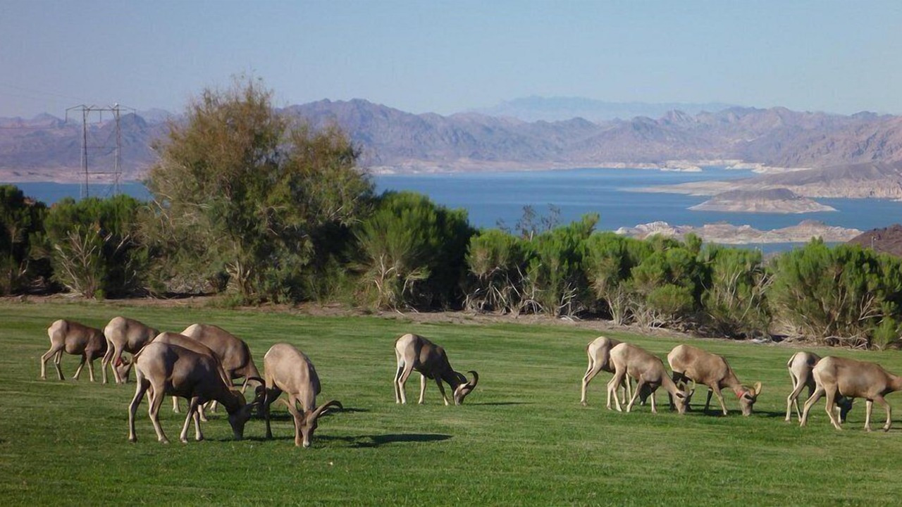 Photo of Others in Boulder City