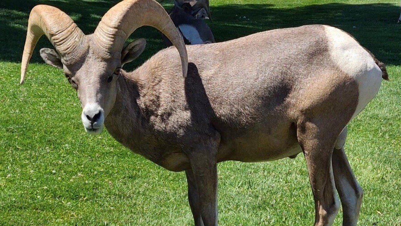 Photo of Others in Boulder City