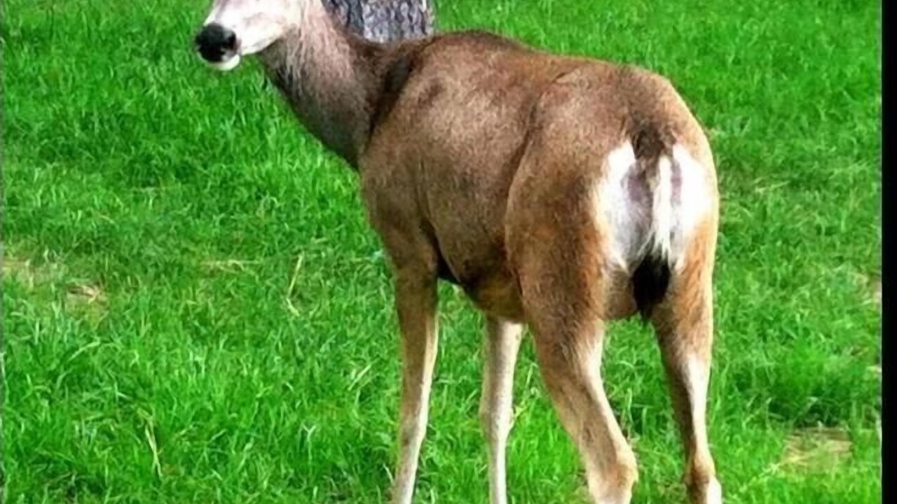 Photo of Outdoor in Ruidoso