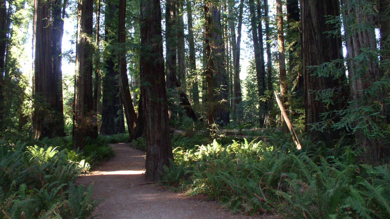 Photo of Outdoor in Crescent City