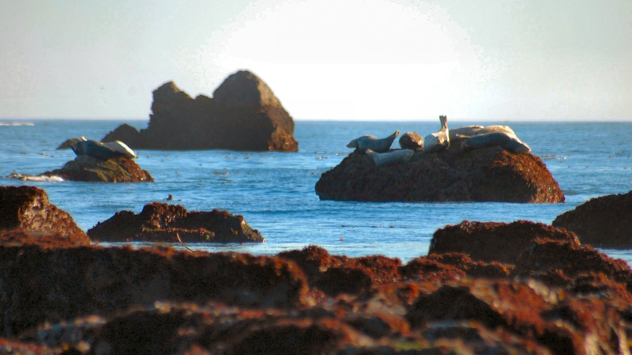 Photo of Others in Crescent City