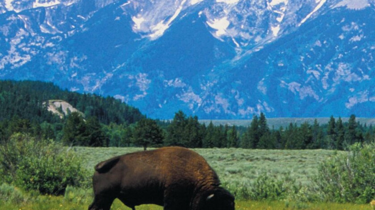 Photo of Others in Jackson Hole