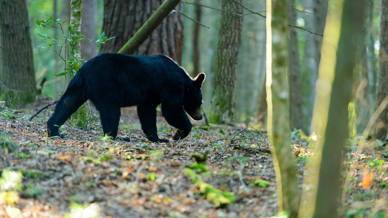 Photo of Others in Gatlinburg