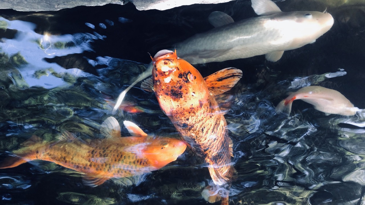 Photo of Outdoor in Vancouver