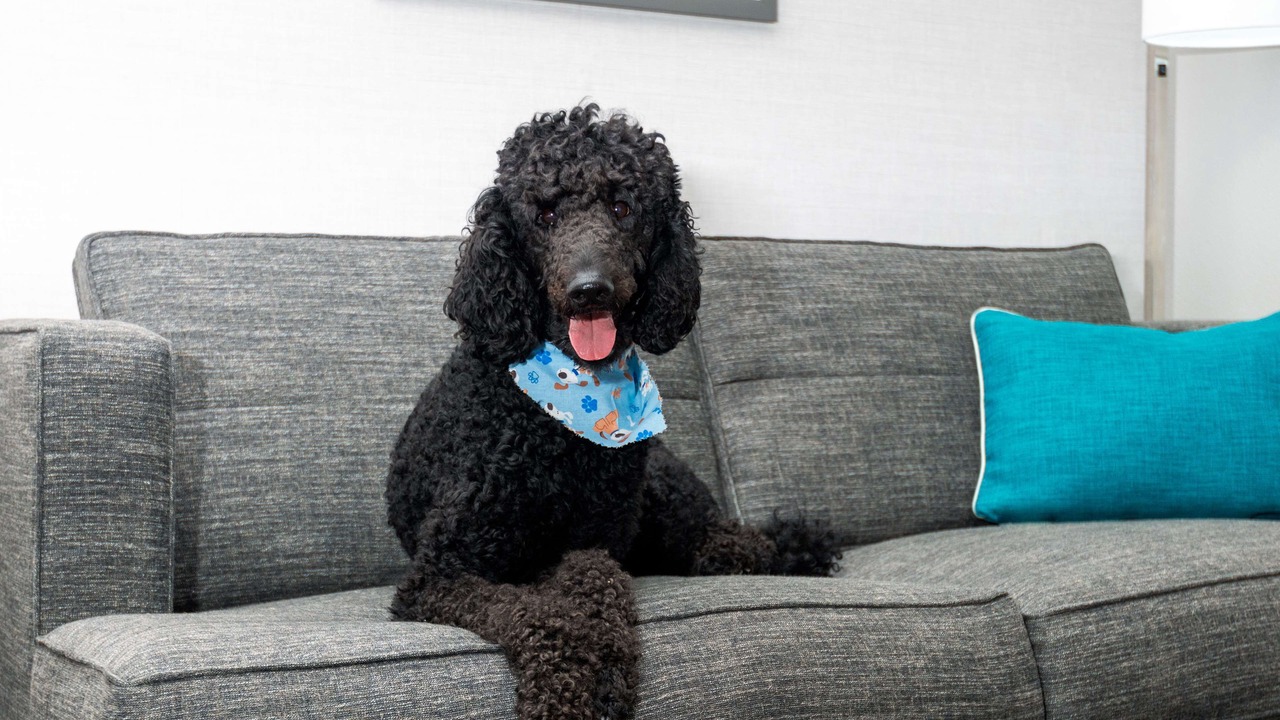 Photo of Others in Windsor