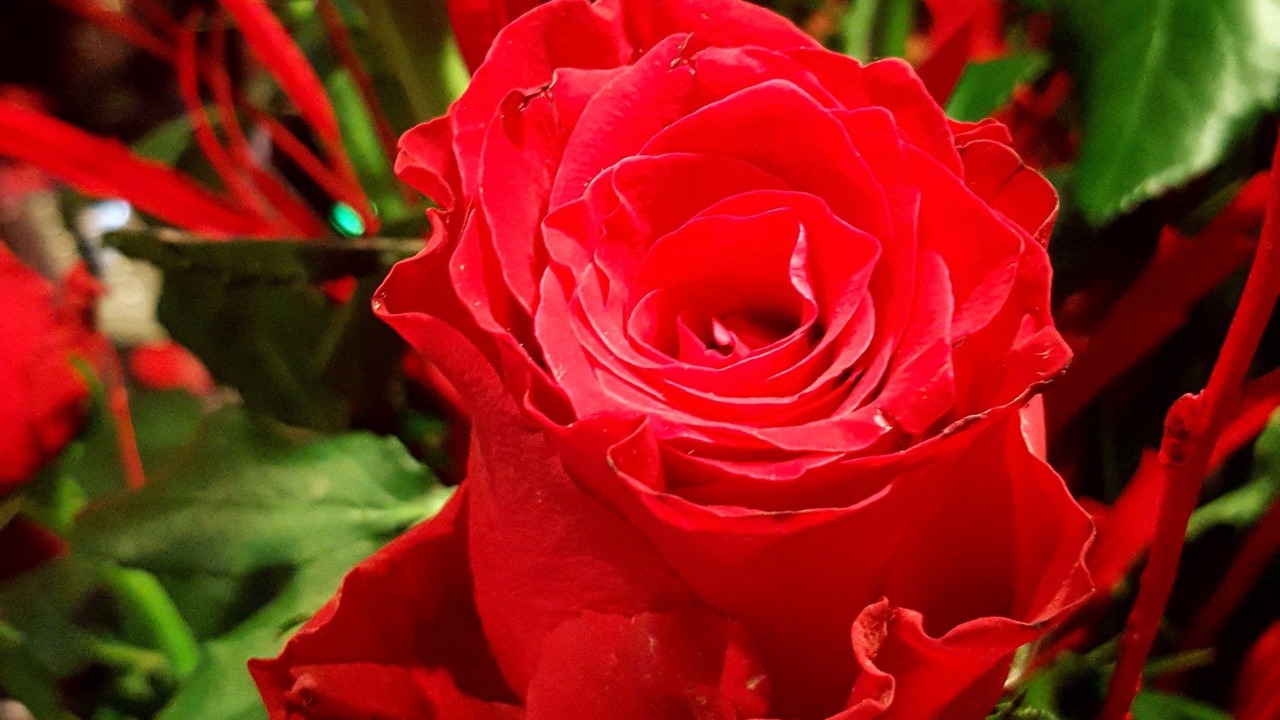 Photo of Others in Hillsborough